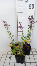 Planten Salvia nemorosa 'Schwellenburg'   pot 9x9 cm
