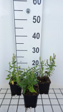 Planten Salvia nemorosa 'Florsalcwh' (Sensation Compact White, Sensation Medium White)   pot 9x9 cm  