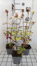 Planten Saponaria officinalis 'Alba Plena'   pot 9x9 cm  