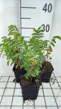 Planten Sanguisorba officinalis 'Arnhem'   pot 9x9 cm  