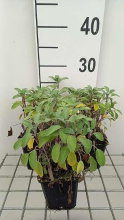 Planten Salvia officinalis 'Growers Friend'   pot 9x9 cm