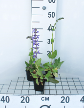 Planten Salvia pratensis   pot 9x9 cm  