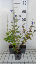 Planten Salvia patens 'Royal Blue'   pot 9x9 cm  