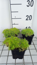 Planten Sagina subulata 'Aurea'   pot 9x9 cm  