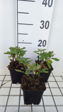 Planten Salvia nemorosa 'Blue Marvel'   pot 9x9 cm  