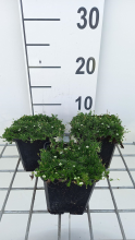 Planten Sagina subulata 'Senior'   pot 9x9 cm  