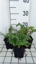 Planten Sanguisorba tenuifolia var. Alba   pot 9x9 cm