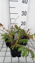 Planten Sanguisorba tenuifolia 'Pink Elephant'   pot 9x9 cm