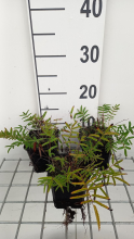 Planten Sanguisorba tenuifolia var. Purpurea   pot 9x9 cm