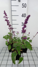 Planten Salvia verticillata 'Purple Rain'   pot 9x9 cm