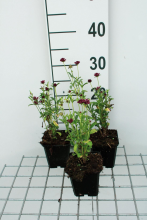 Planten Scabiosa 'Chile Black'   pot 9x9 cm