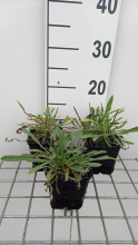Planten Scabiosa caucasica 'Miss Willmott'   pot 9x9 cm
