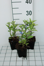 Planten Scutellaria incana   pot 9x9 cm