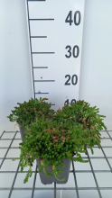 Planten Sedum acre 'Aureum'   pot 9x9 cm  