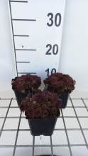 Planten Sempervivum 'Dark Beauty'   pot 9x9 cm