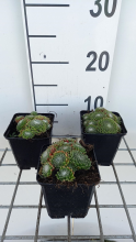 Planten Sempervivum 'Jubilee'   pot 9x9 cm