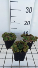 Planten Sempervivum 'Othello'   pot 9x9 cm  