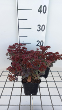 Planten Sedum 'Red Sparkle'   pot 9x9 cm