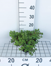 Planten Sedum spurium 'Album Superbum'   pot 9x9 cm  