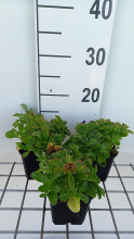 Planten Sedum selskianum 'Variegatum'   pot 9x9 cm