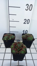 Planten Sempervivum 'Silberkarneol'   pot 9x9 cm  