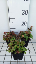Planten Sedum spurium 'Splendens'   pot 9x9 cm  