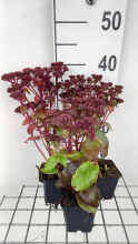 Planten Sedum 'Karfunkelstein'   pot 9x9 cm  