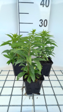 Planten Solidago 'Golden Dwarf'   pot 9x9 cm