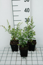 Planten Solidago rugosa 'Fireworks'   pot 9x9 cm  