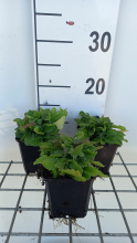 Planten Stachys officinalis   pot 9x9 cm  