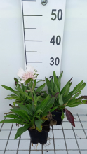 Planten Stokesia laevis 'Alba'   pot 9x9 cm  