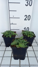 Planten Stachys officinalis 'Ukkie'   pot 9x9 cm