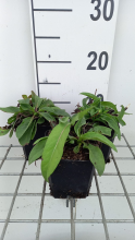 Planten Succisa pratensis   pot 9x9 cm  