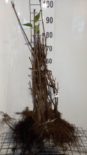 Planten Syringa vulgaris   blote wortel   60 90 cm   3 5 takken