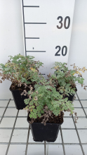 Planten Tanacetum niveum 'Jackpot'   pot 9x9 cm  