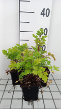 Planten Tanacetum parthenium   pot 9x9 cm (Moederkruid)  