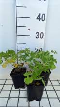 Planten Thalictrum aquilegifolium   pot 9x9 cm  