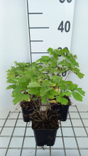Planten Thalictrum 'Black Stockings'   pot 9x9 cm  