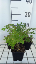 Planten Thalictrum delavayi 'Hewitt's Double'   pot 9x9 cm  