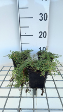 Planten Thymus praecox 'Pink Chintz'   pot 9x9 cm (Kruiptijm)  