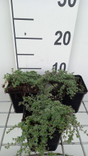 Planten Thymus praecox 'Pseudolanuginosus'   pot 9x9 cm  