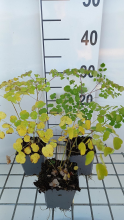 Planten Thalictrum 'Splendide'   pot 9x9 cm