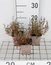 Planten Tijm   keukentijm   pot 9x9 cm (Thymus vulgaris)  