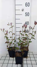 Planten Tricyrtis formosana   pot 9x9 cm  