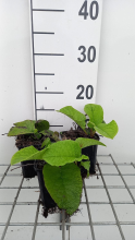 Planten Trachystemon orientalis   pot 9x9 cm  