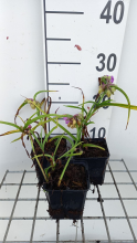 Planten Tradescantia 'Rubra'   pot 9x9 cm