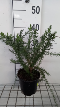 Planten Ulex europaeus   pot   15 20 cm  