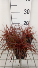Planten Uncinia 'Belindas Find' (Everflame)   pot 9x9 cm
