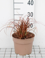 Planten Uncinia 'Belindas Find' (Everflame)   pot 3L
