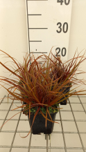 Planten Uncinia rubra   pot 9x9 cm
